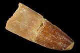 Spinosaurus Tooth - Real Dinosaur Tooth #159188-1